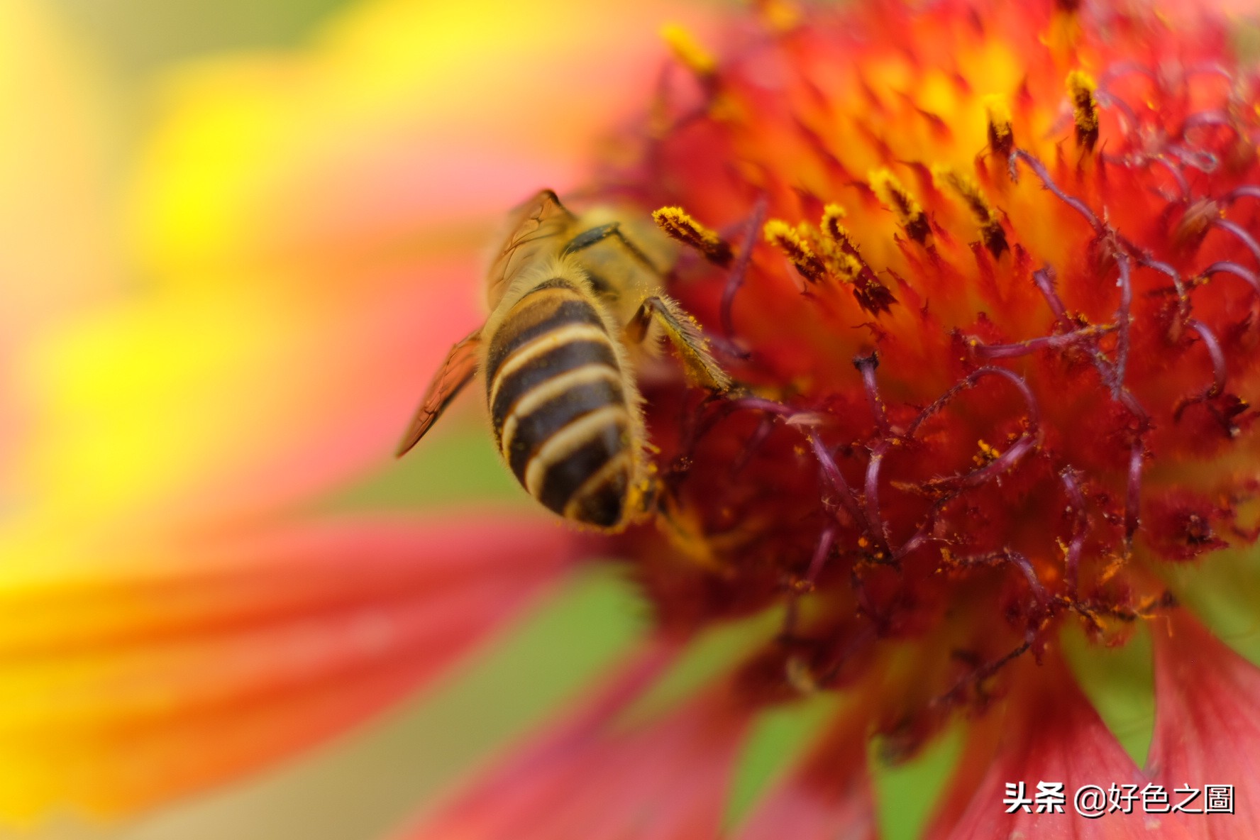 最好的微距拍摄方法,微距摄影环