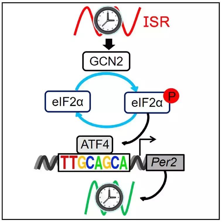 脑科学对于精神病的最新研究,脑科学与精神类疾病