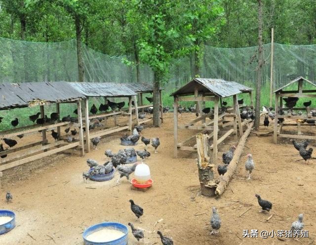 山地养鸡围栏适用什么规格的围网,养鸡围网