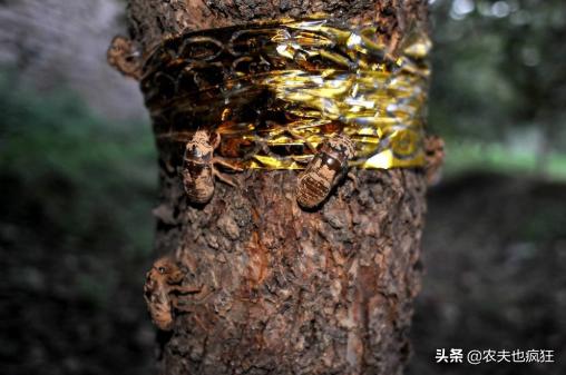 金蝉为什么要爬树上脱壳,金蝉晚上都在什么地方出来