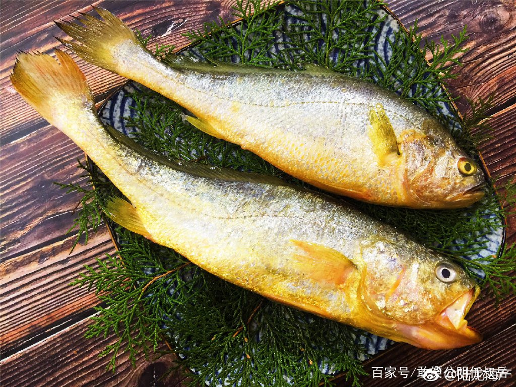 大黄鱼这么贵是因为营养更高吗,野生大黄鱼的五个不一样