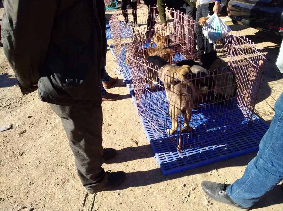 狗市昆明犬幼犬多少钱一只,在哪里可以买到最好的昆明犬幼犬