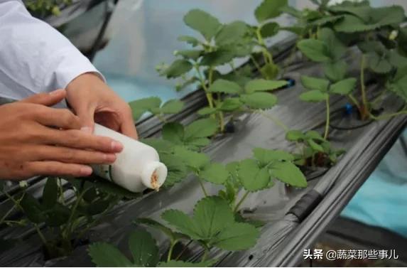 螨虫怎么解决,蔬菜螨虫防治用药