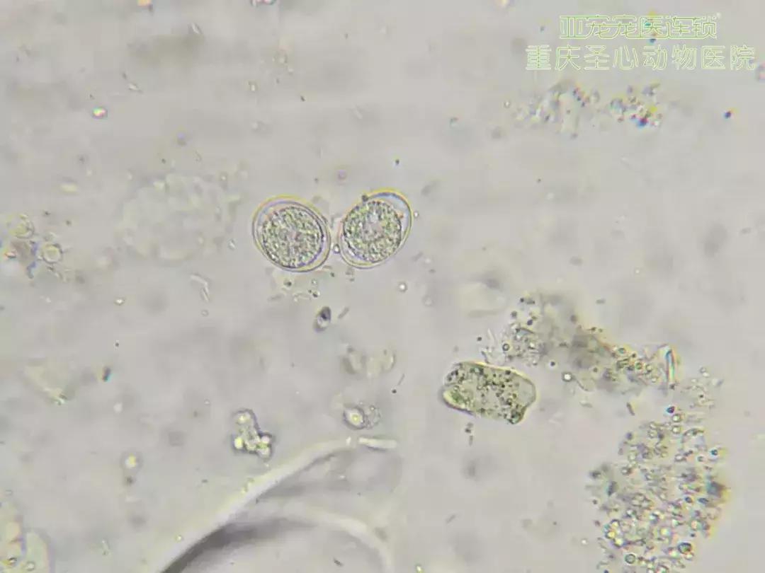 显微镜下的三千大千世界,显微镜下的世界是精美绝伦的