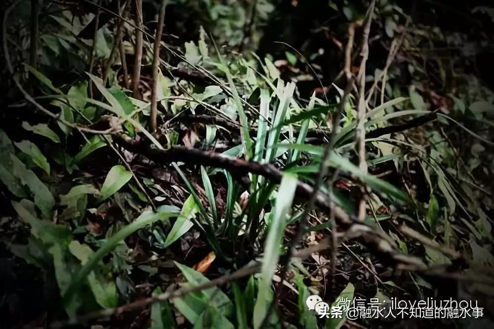 融水千亩桃花竞相盛开,融水2020桃花赏花时间表