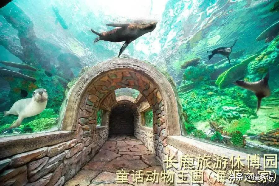 童话动物王国卡组,童话动物王国