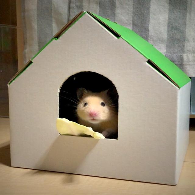 主人给仓鼠喂食物,主人给仓鼠加食物什么意思