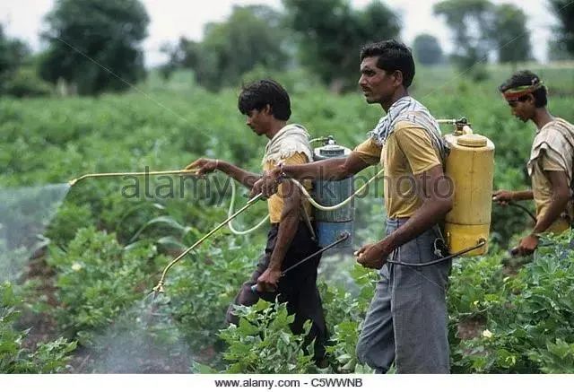 转基因调查纪录片,转基因农作物深度研究报告