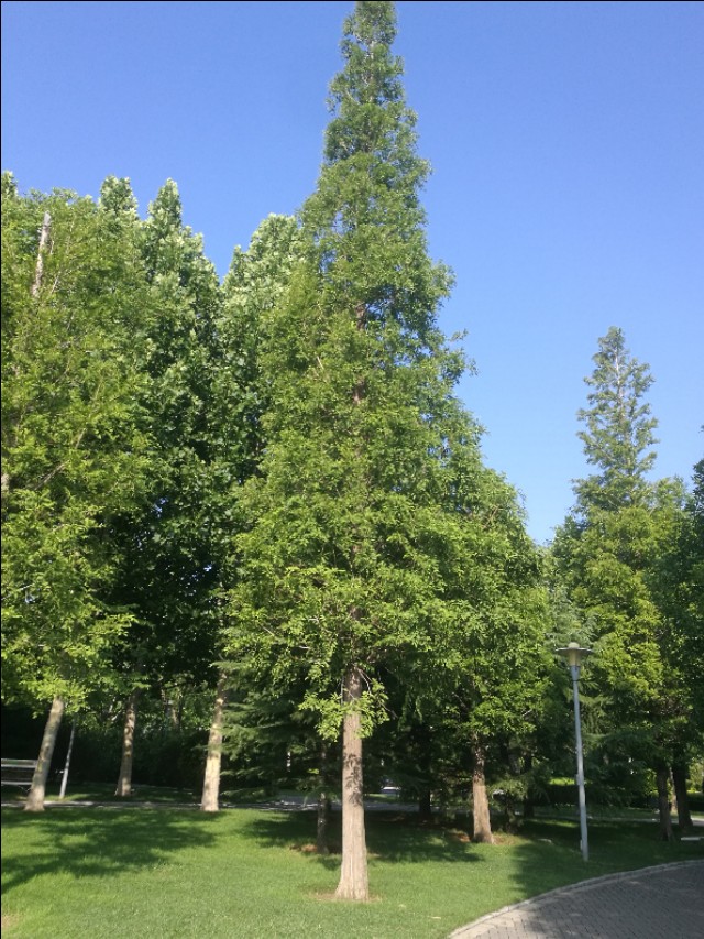 银杏水杉的化石图片,挺拔的水杉