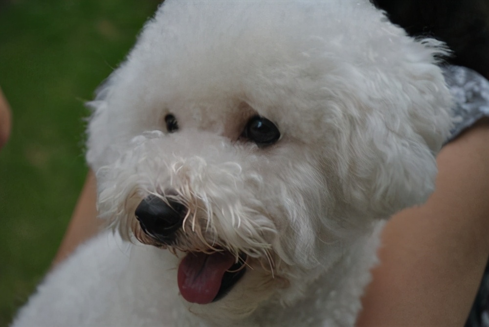 狗狗呕吐黄水无食欲只喝水,狗狗呕吐黄水泡沫最简单的方法