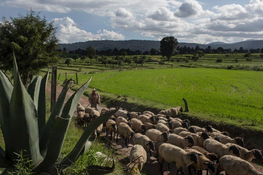 穿过玉米农田、冷杉森林，闯入墨西哥萤火虫梦幻小镇
