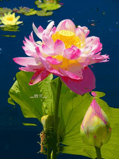 中国十大名花图片及花语,山茶花是中国十大名花吗