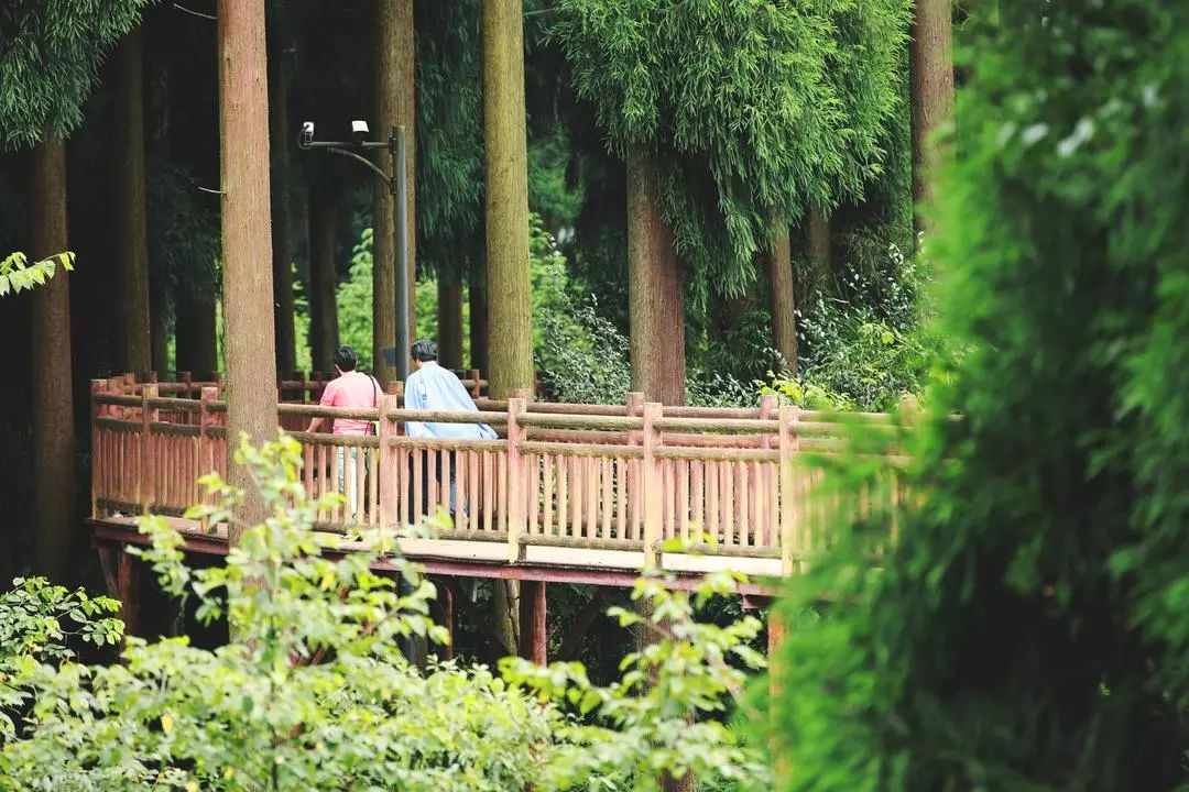 七里坪亲子跑,一场亲子健康跑触动了心灵深处