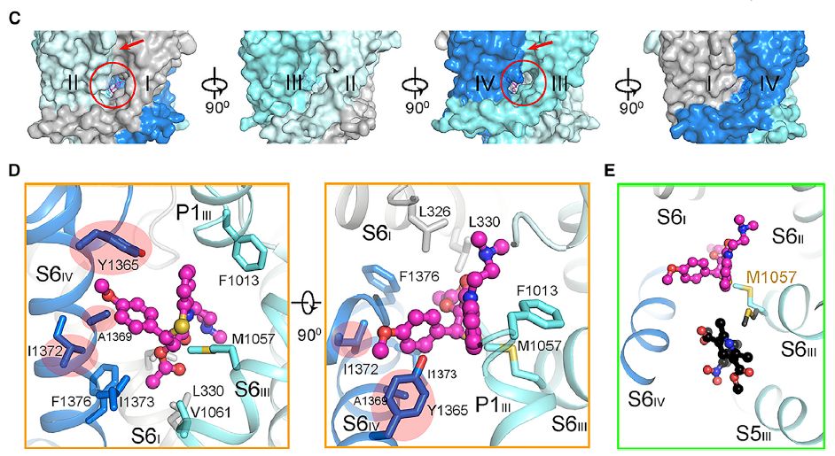 冷冻电镜最新研究,冷冻电镜研究成果涌现