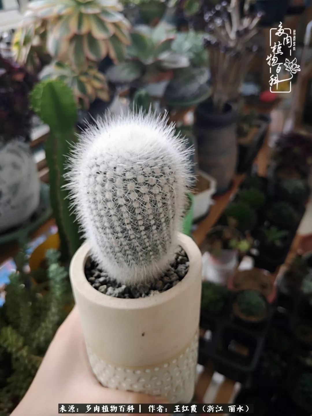 仙人球春天露养条件,仙人球露养条件