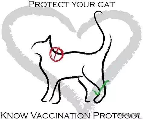 猫白血病病毒（FeLV）感染≠猫白血病≠安乐死