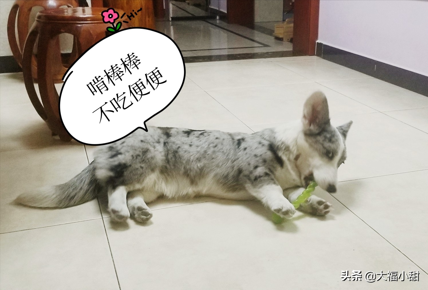 狗狗吃便便的5大原因,狗狗便便前面干后面稀是怎么回事