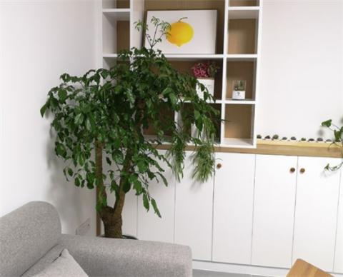 幸福树叶子尖端发黄挽救方法,幸福树叶子很稀怎么变茂盛