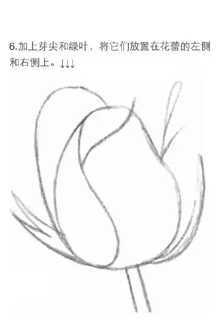 手拿玫瑰素描画,朱丽叶玫瑰素描画