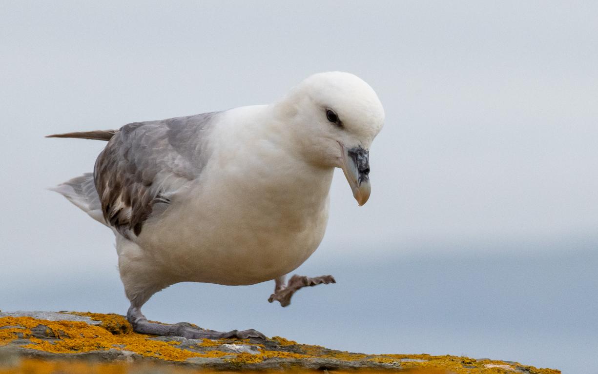会喷毒液的鸟,会喷臭液的昆虫