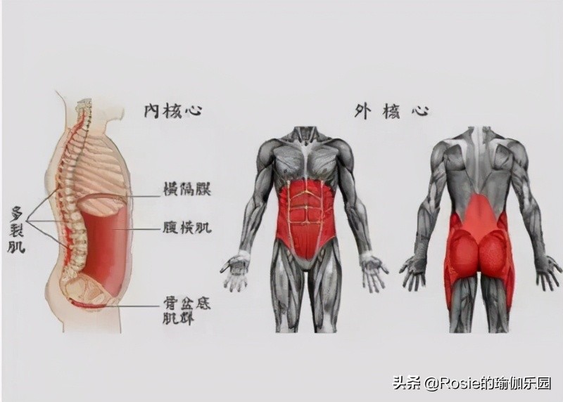 眼馋陈卓璇巴掌腰,竟靠束腰勒小腰?做对一个动作一周瘦出小蛮腰