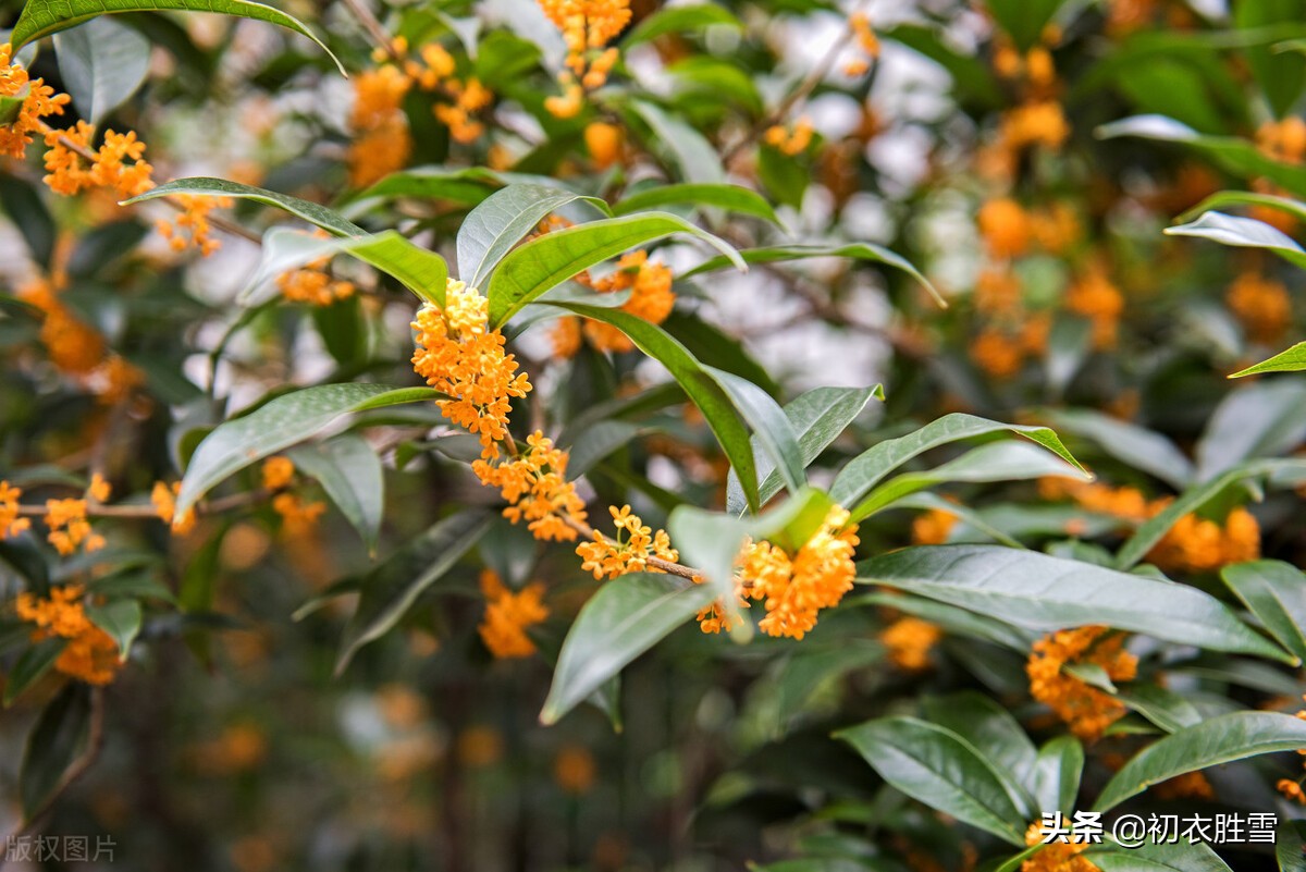 白居易的八木诗，写了八种树木都有缺点，为何却对桂花大加赞赏？