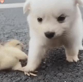 人狗大战电影免费观看,第一次人机大战视频