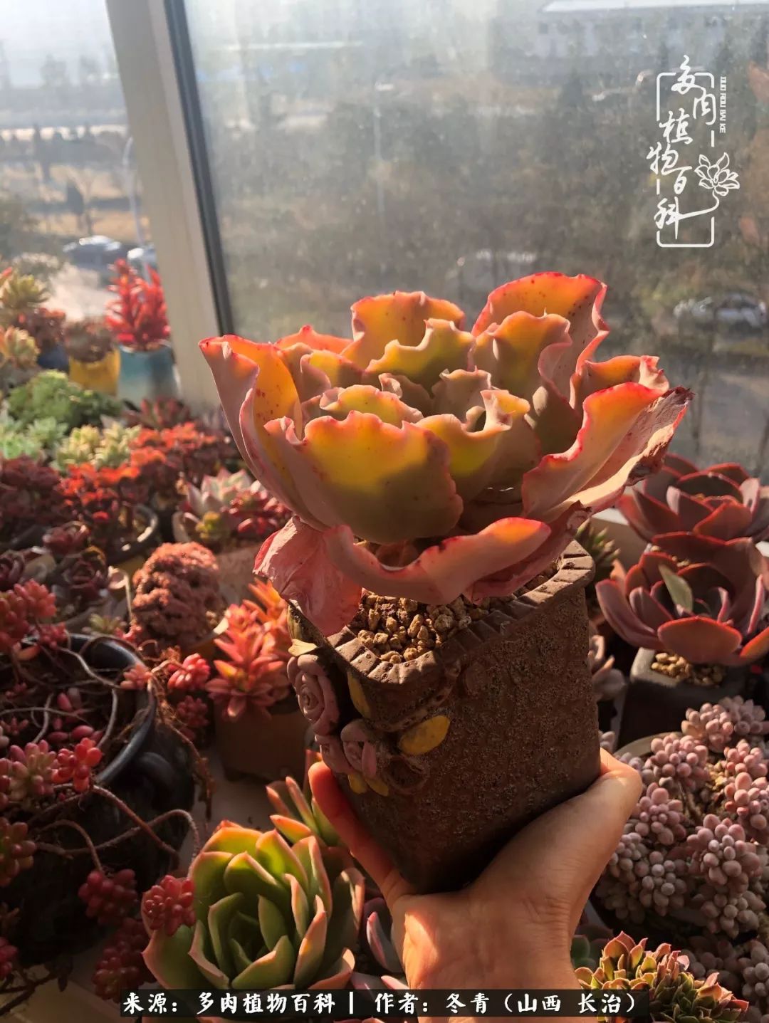 新手养的多肉怎么管理好看,阳台养多肉正确方法