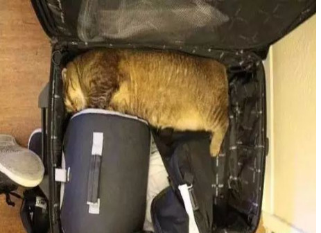 举报偷渡走私,偷渡被捕的猫