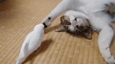 能不能养宠物鼠狗兔猫,能不能养宠物鼠猫狗呢