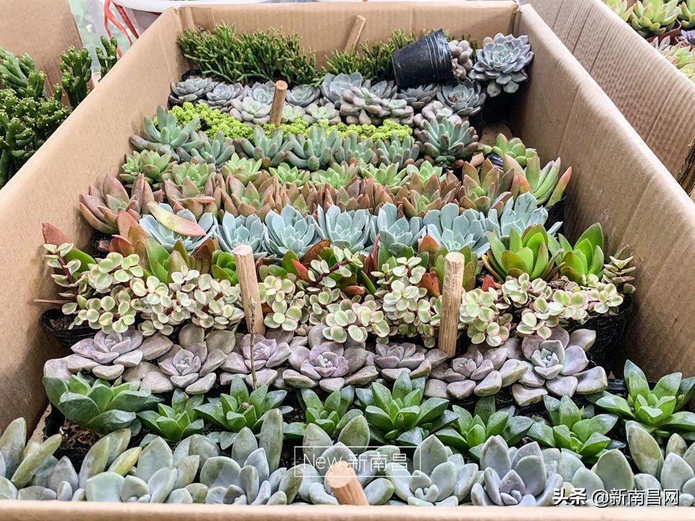 南昌花市有哪些地方,南昌花市批发市场