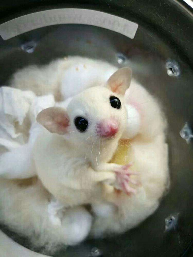 寒号鸟科普视频,寒号鸟和老鼠的区别