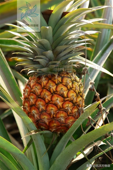 凤梨就是金菠萝吗,凤梨就是菠萝的一种