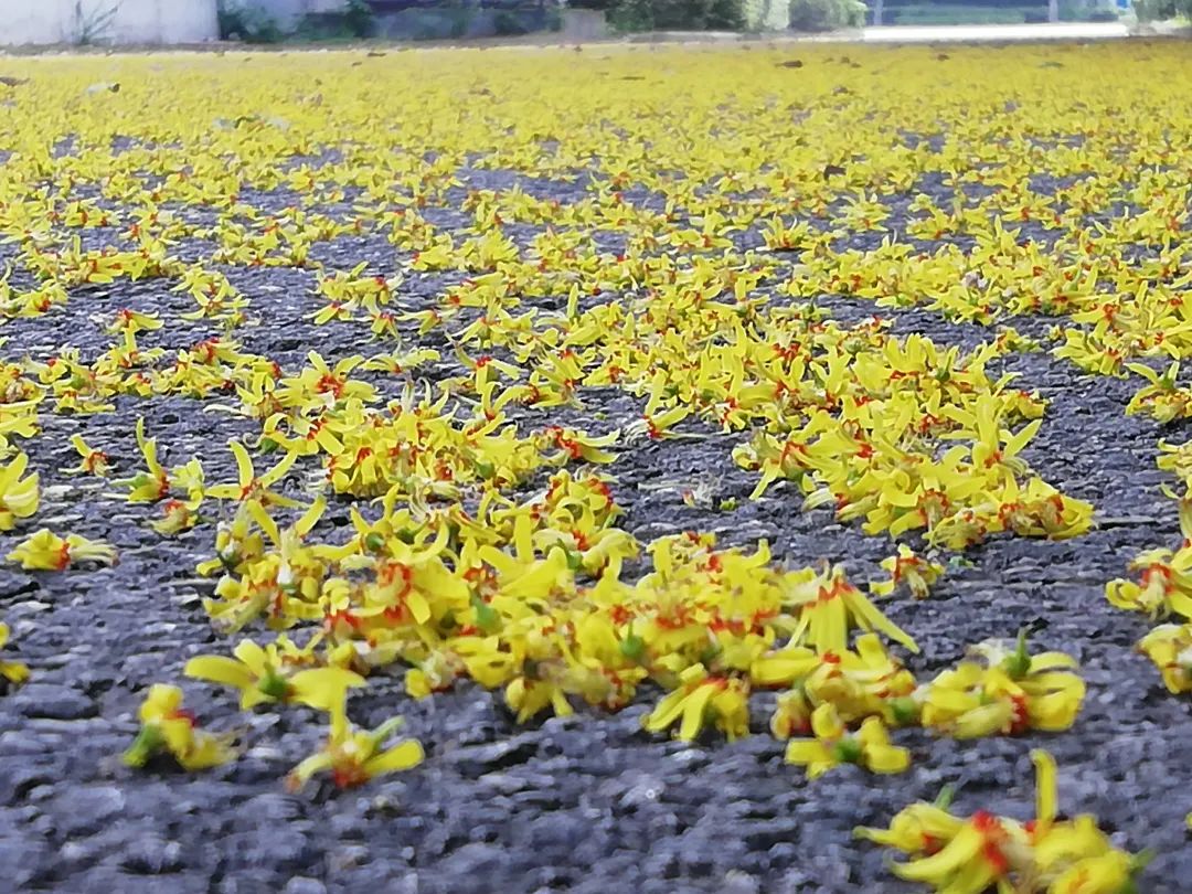 草木人间和燃冬,草木和人间