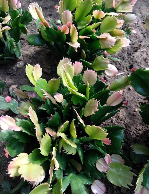 蟹爪兰冬季怎样养护才能枝繁叶茂,蟹爪兰怎么养护能爆盆