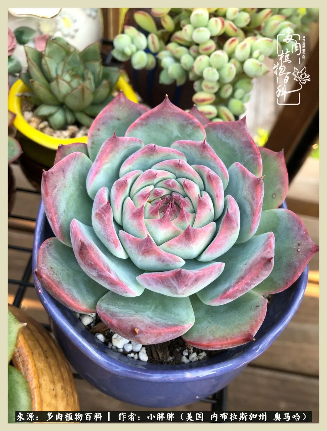 多肉小白入坑攻略,多肉中的鄙视链