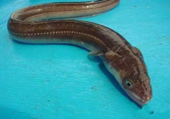 海鲜大全,最全海鲜冷知识