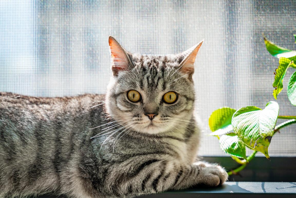 适合男生养的帅气的猫,最适合男生养的宠物猫品种