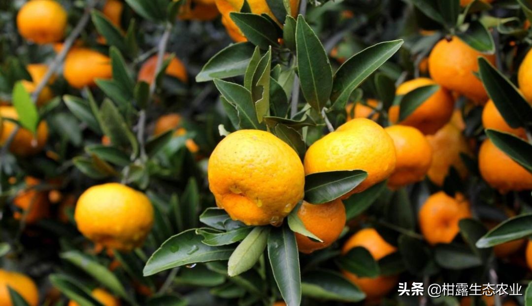 南丰蜜桔价格是什么,南丰蜜桔现在行情怎样