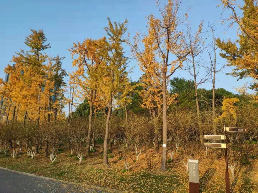 上海银杏叶打卡的地方,上海周边哪里有银杏叶