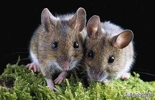 什么是汉坦病毒？人传人吗？可以治愈吗？如何预防呢？死亡率呢？