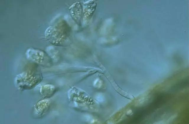 收藏!24种污水处理微生物菌相及指导意义,环保人必看(多图)