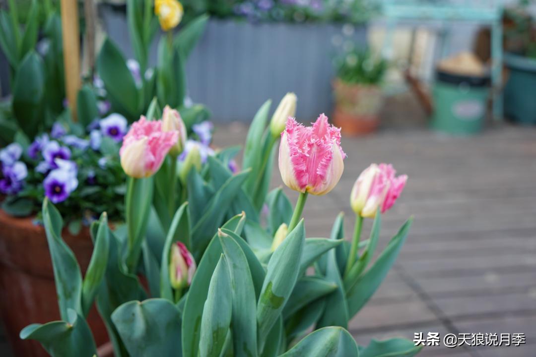 如何打造四季开花的花园,如何打造四季都有花的花园