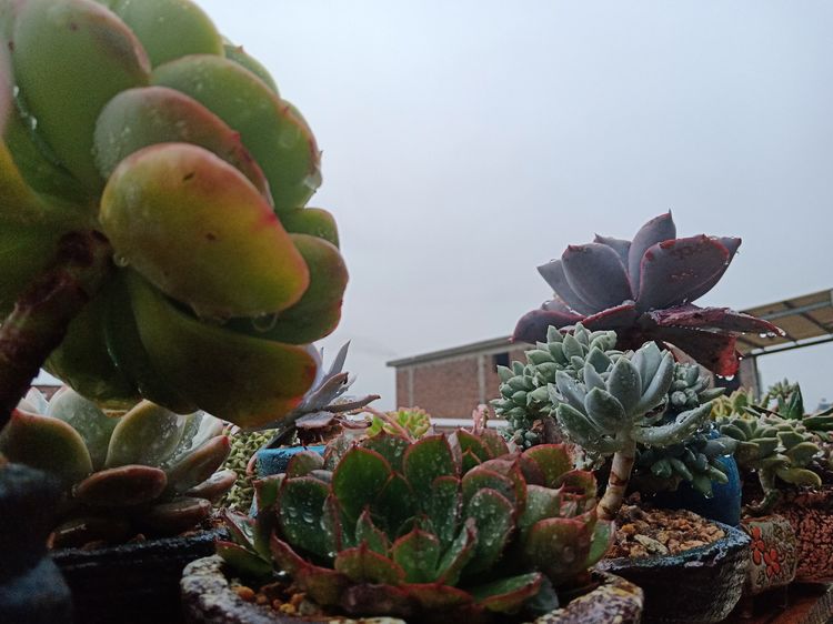 多肉植物成功授粉后，“这些”要点一定要注意