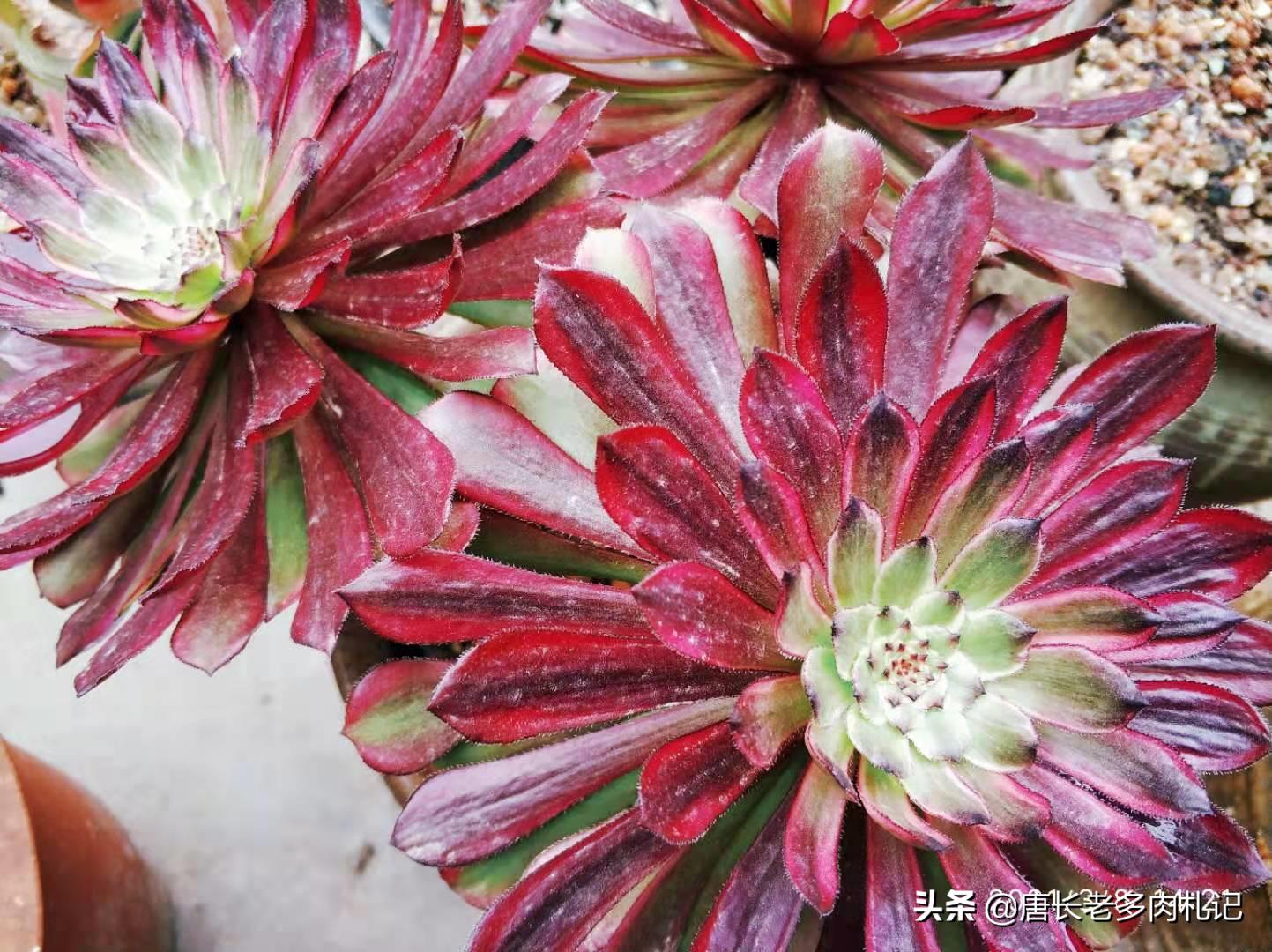 只用黄沙养多肉可以吗,多肉在小黑盆里养行吗