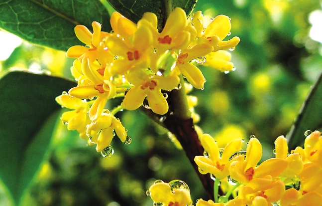 芳香扑鼻的桂花怎么养,芳香扑鼻的桂花咋样