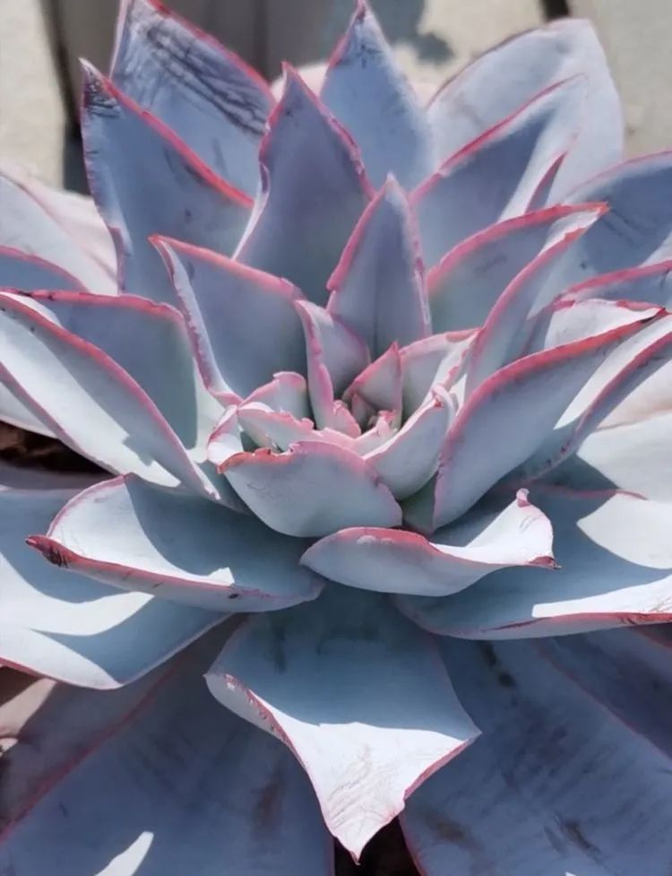 养多肉植物修身养性,多肉的习性和日常养护方法