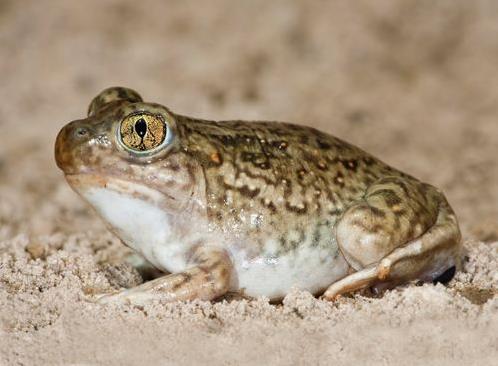 地球最奇特的沙漠,地球上最优越的气候是什么气候
