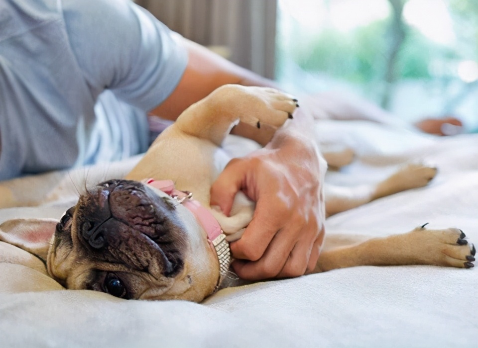 狗狗这几个部位不能打,狗狗上瘾的东西