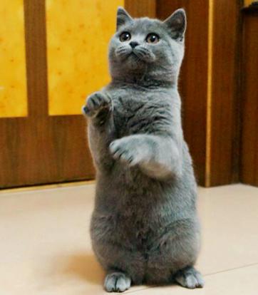 猫咪太温柔怎么让它凶一点,猫咪的脾气很大怎么调教